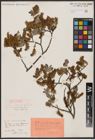 Foto von Salix aurita L.